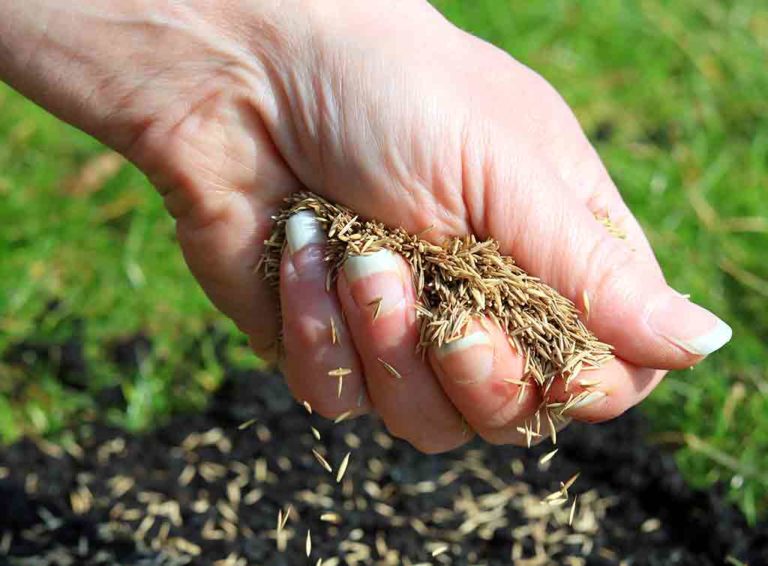 how to scatter grass seed
